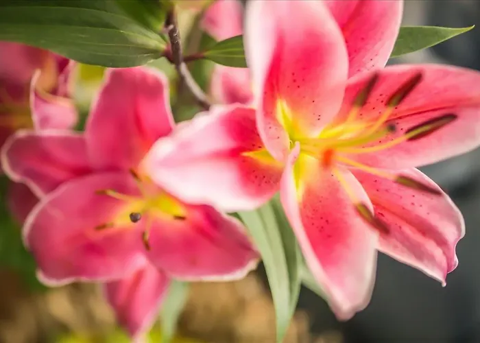 دانييلي 3* بيبيوني